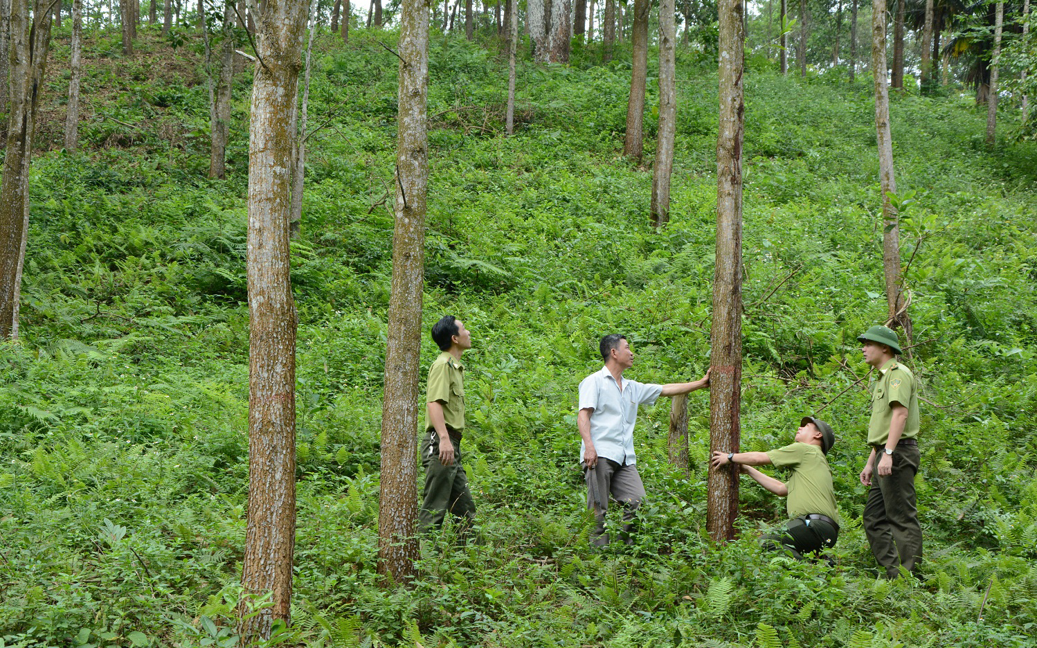 Ngành Kỹ thuật Lâm nghiệp